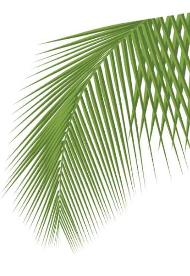 coconut-leaves